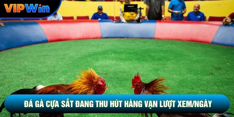 Đá gà cựa sắt vipwin đang thu hút hàng vạn lượt xem/ngày