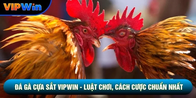 Đá Gà Cựa Sắt Vipwin - Luật Chơi, Cách Cược Chuẩn Nhất 2026