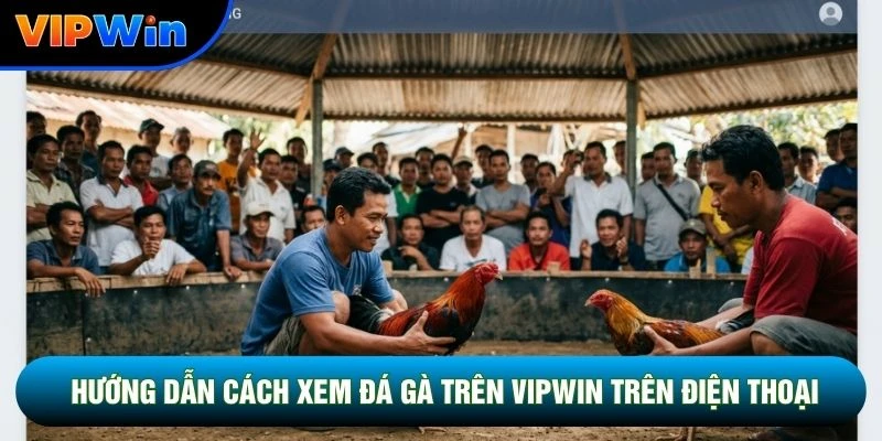 Hướng dẫn cách xem đá gà trên vipwin trên điện thoại